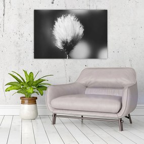 Obraz - Čiernobiely cottongrass (90x60 cm)