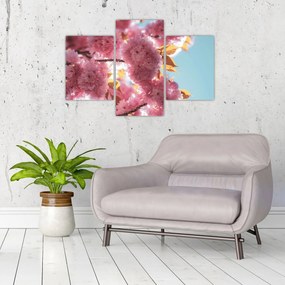 Obraz - Čerešňový kvet (90x60 cm)