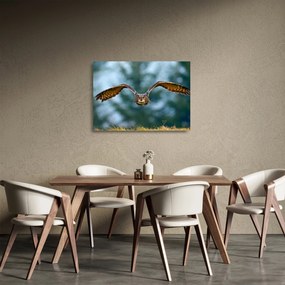 Sklenený obraz - Sova pri lete (70x50 cm)