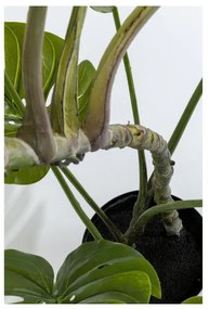 KARE DESIGN Dekoratívna rastlina Monstera 110 cm 110 × 50 × 40 cm