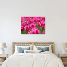Sklenený obraz - Ružové tulipány (70x50 cm)