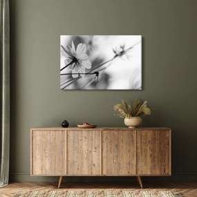 Obraz - Čiernobiele kvety (90x60 cm)