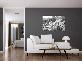 Obraz - Kopretiny (90x60 cm)
