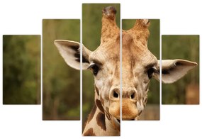 Obraz žirafy (150x105 cm)