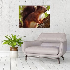 Sklenený obraz veveričky (70x50 cm)