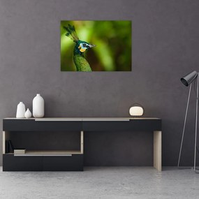 Sklenený obraz páva (70x50 cm)