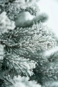 Limpol Jedľa Eliza 1,80 m zasnežená