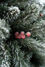 Limpol Borovica Iza s červenými bobuľami zasnežená Výška stromčeka: 240 cm