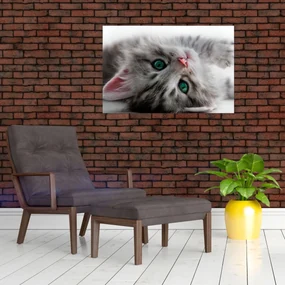 Obraz - Mačka so zelenými očami (90x60 cm)
