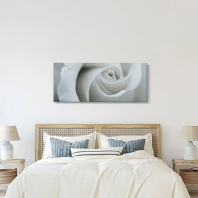 Obraz - Biela ruža (120x50 cm)