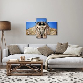 Obraz detailu pavúka (90x60 cm)