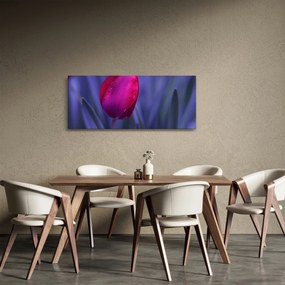 Obraz pupete tulipánu (120x50 cm)