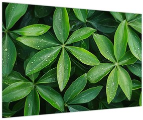 Obraz - Listy s kvapkami rosy (90x60 cm)