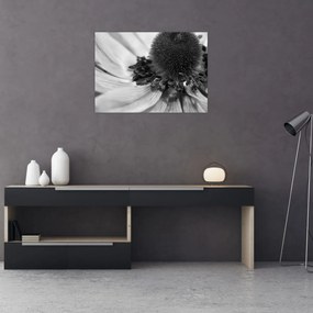 Obraz - Kvetina v čiernobielej (70x50 cm)