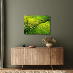 Sklenený obraz - Ryžové terasy (70x50 cm)