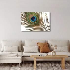 Obraz pávieho peria (90x60 cm)