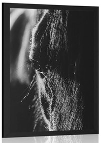 Plagát majestátny kôň v čiernobielom prevedení - 20x30 black