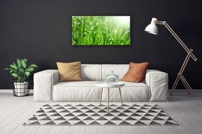 Obraz Canvas Príroda tráva kvapky 125x50 cm