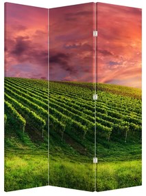 Paraván - Vinohrad s farebným nebom (126x170 cm)