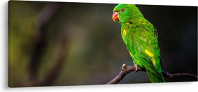Obraz papagája na vetve (120x50 cm)