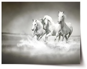 Sablio Plagát Biele kone - 60x40 cm