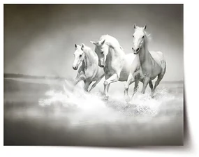 Sablio Plagát Biele kone - 60x40 cm