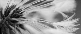 Obraz - Makro, čiernobiela (120x50 cm)