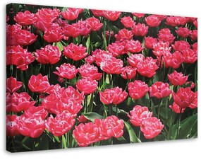 Obraz na plátně Růžové tulipány Květiny - 60x40 cm