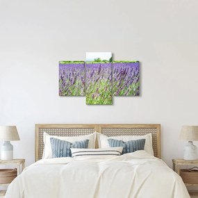 Obraz poľa s levanduľou (90x60 cm)