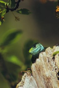 Fotografia European green lizard (Lacerta viridis), Marko Petkovic Visual, (26.7 x 40 cm)