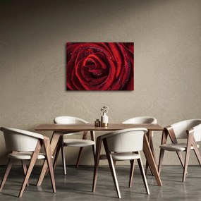 Obraz - Červená ruža s kvapkami rosy (70x50 cm)