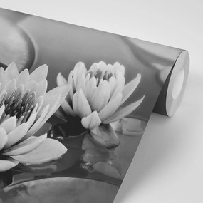 Samolepiaca fototapeta čiernobiely lotosový kvet v jazere - 150x100