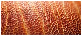 Obraz - Detail textúry (120x50 cm)
