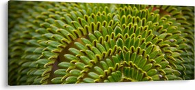 Obraz - Papraď (120x50 cm)