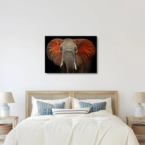 Sklenený obraz - Slony z Tsavo (70x50 cm)