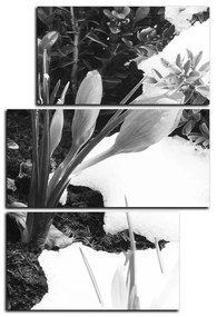 Obraz na plátne - Skoré jarné kvetiny - obdĺžnik 7242QD (90x60 cm)