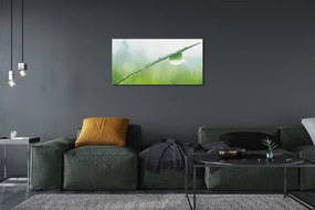 Obraz canvas Drop tráva makro 120x60 cm