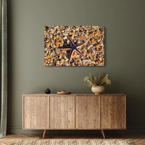 Obraz morskej hviezdice (90x60 cm)