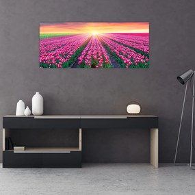 Obraz poľa tulipánov so slnkom (120x50 cm)