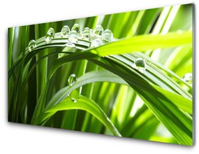 Obraz plexi Tráva voda kvapky príroda 120x60 cm