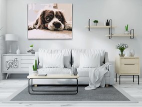 Gario Maľovanie podľa čísel Roztomilý psík Rozmery: 50 x 40 cm, Rámovanie: Iba zrolované plátno