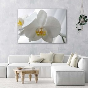 Gario Obraz na plátne Biele orchidey so žltým stredom Rozmery: 60 x 40 cm