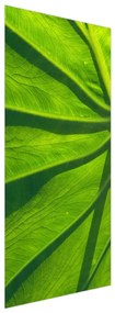Fototapeta na dvere - zelené listy (95x205cm)