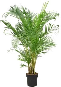 Areca Dypsis lutescens 27x160 cm