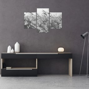 Obraz - Tráva vo vetre (90x60 cm)
