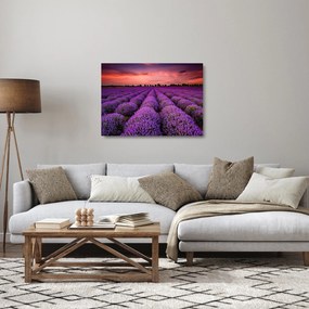 Sklenený obraz - Levanduľové pole (70x50 cm)