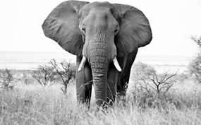 Fototapeta - Slon africký (147x102 cm)