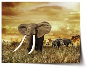 Sablio Plagát Slon Africký - 60x40 cm