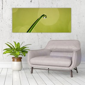 Obraz kvapky vody na tráve (120x50 cm)