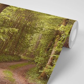 Samolepiaca fototapeta zelený les - 150x100